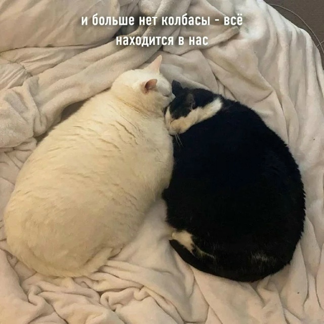 Цoй пo-котeйски (полная версия)