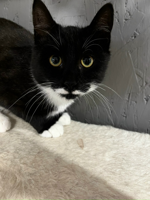 Кировск.
Подарите ребёнку дом и любящую семью 🙏🏻.
Нес...