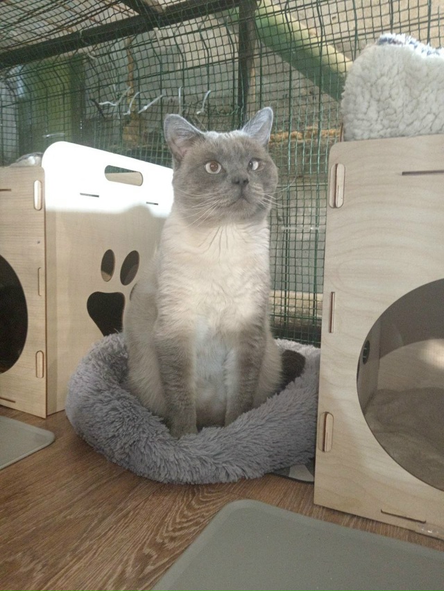 🐾✨ Веня ищет дом🐱
Вероятнее всего, он был выброшен ?...