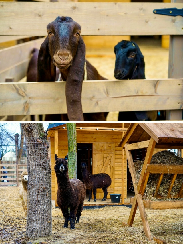 Вот такие пушистые очаровашки теперь живут в парке ЦПК...