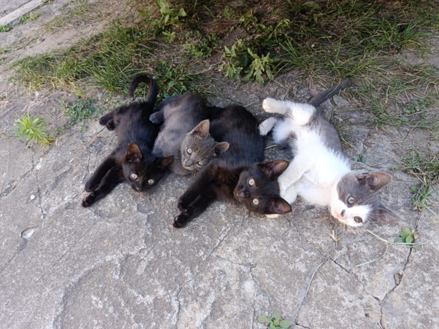 Отдам котят в добрые руки три пацана одна девочка. Сера...
