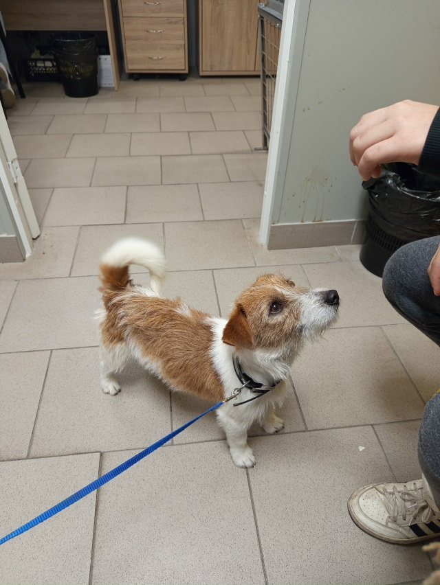 Найдена собака с ошейником в районе 9 мая. Обращаться в ...