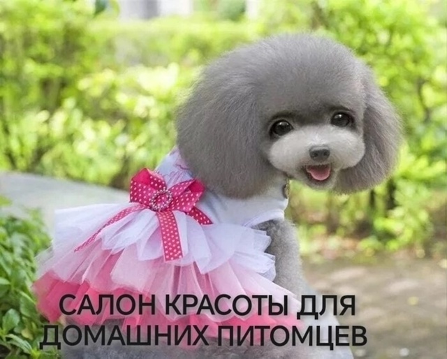 Ура! Мы открываемся!
Стрижки
Мытье и сушка
Гигиеническ?...