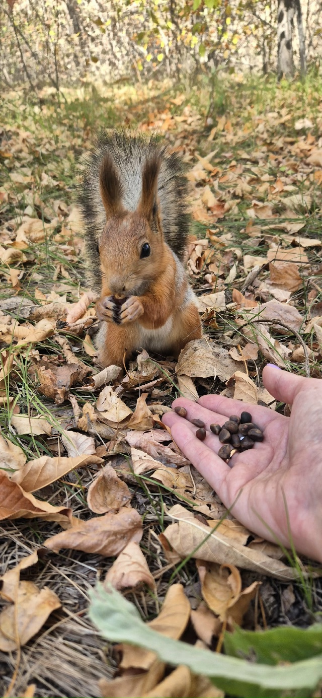 🐿🐿🐿 Белочки-красотки в парке Строителей 🍂🍂🍂
Фот...