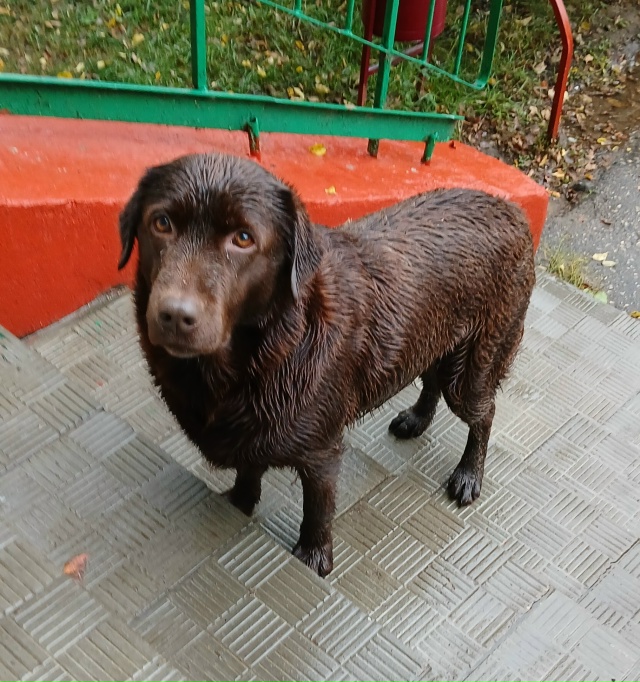 Чья красивая собака курсирует по Ленина, 74 - Пушкина, 47 -...