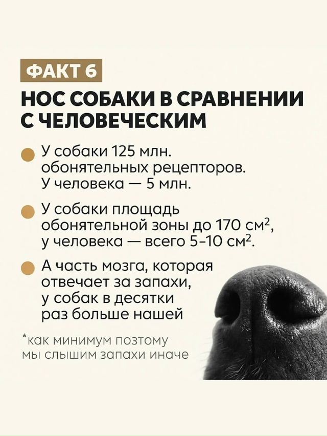 Собачий нос — это айфон без подзарядки, Google и бабка у п?...