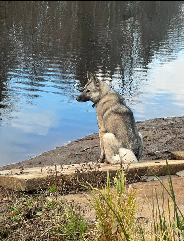 ‼️НАЙДЕНЫ СОБАКИ ‼️
🆘🆘🆘🆘🆘🆘🆘🆘🆘🆘🆘🆘🆘🆘
?...