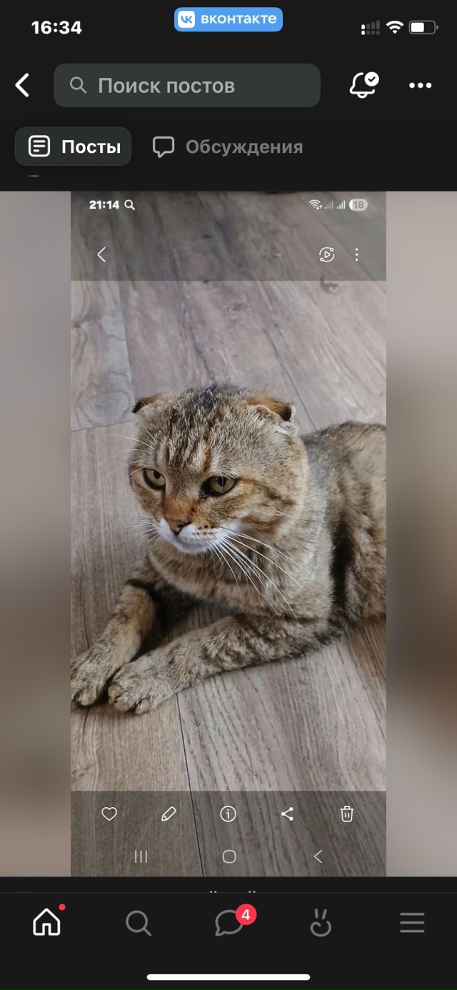 Пропал кот
Район ул Саратовской,Новосибирской,Мельни?...