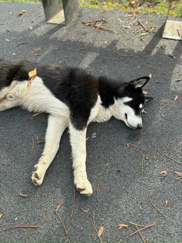 Никто не потерял собакена в Троицком парке на детской ?...