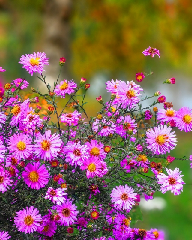 Золотые мгновения осени 🍁🍁🍁