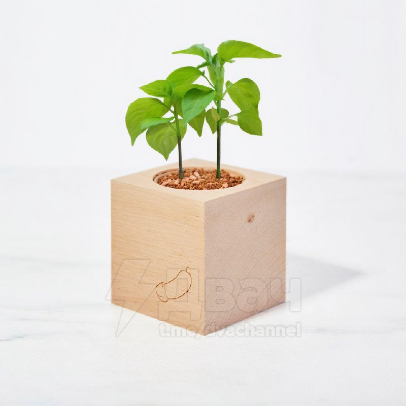 Выращиваем член: так выглядит перец сорта Chilly Willy.
Удивительный мир ботаники