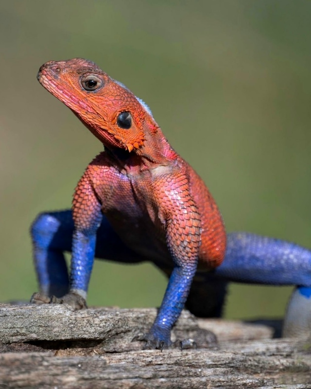В Африке поймали… ГЛАВНОГО ФАНАТА ЧЕЛОВЕКА ПАУКА 😂
??...