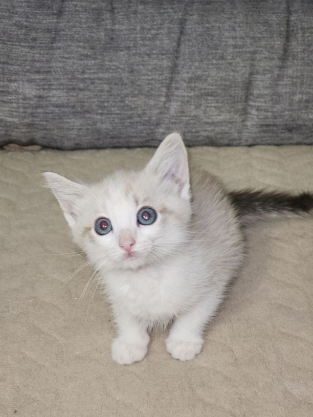 ❗Внимание, любители котиков! 🐱
🎉У нас в семье появил...