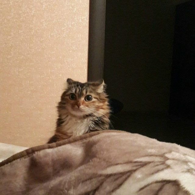 Что за странный вопрос
