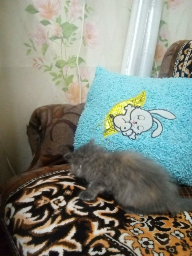 ❓🐱Чья потеряшка?Прибился в деревне Скворцово,подобр?...