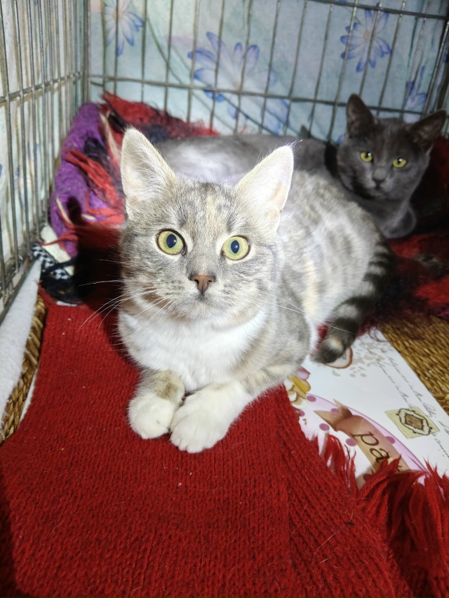 Помогаю информационно. На участке у пожилой женщины по...