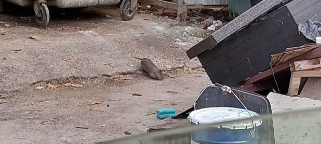 Крысы, вонь и пожарная опасность: сочинцы стали заложн?...