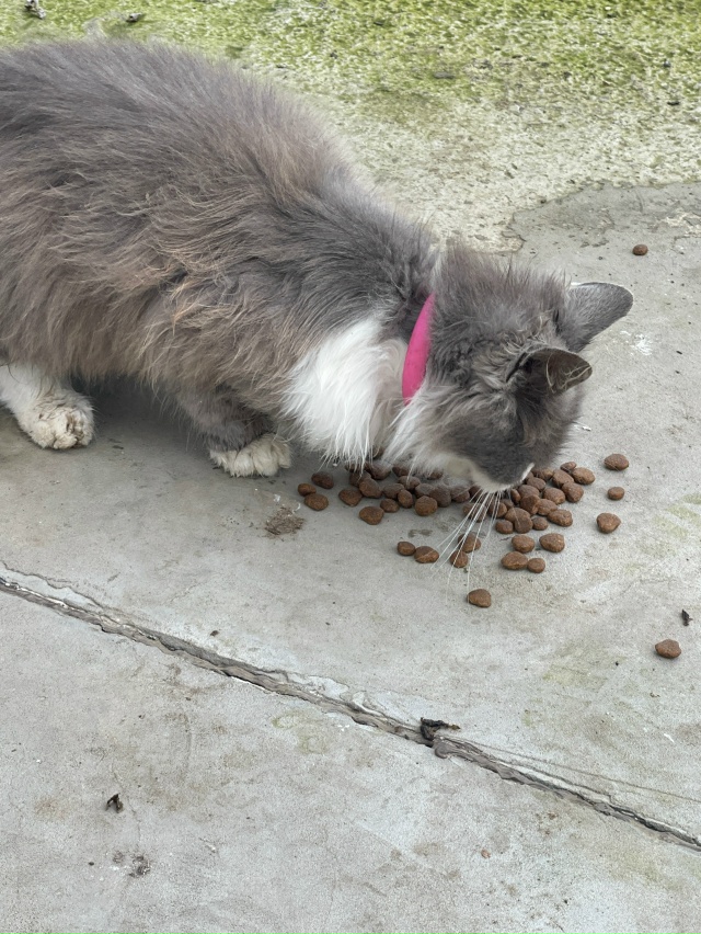 ‼️Чья потеряшка? Черемушки 51-54 дом. В розовом ошейнике...