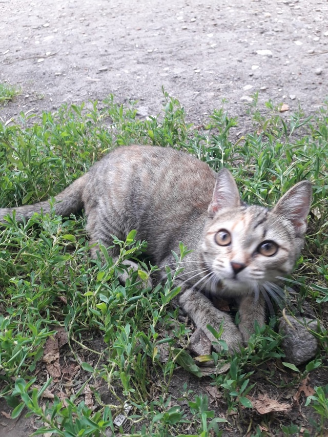 Котёнок ищет дом. Очень ласковая девочка, возраст 3 мес...