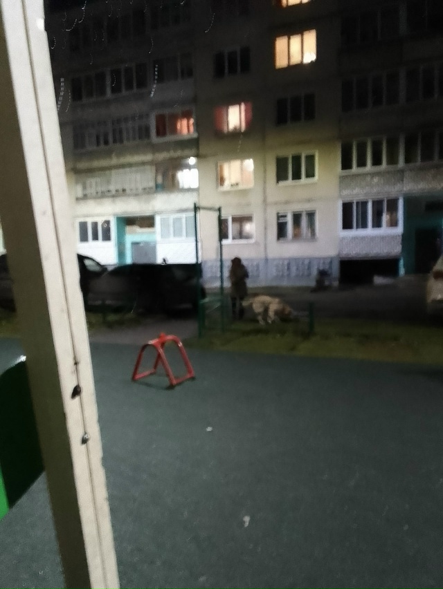 Дети на площадке за семьёй гуляют с большой собакой и б...