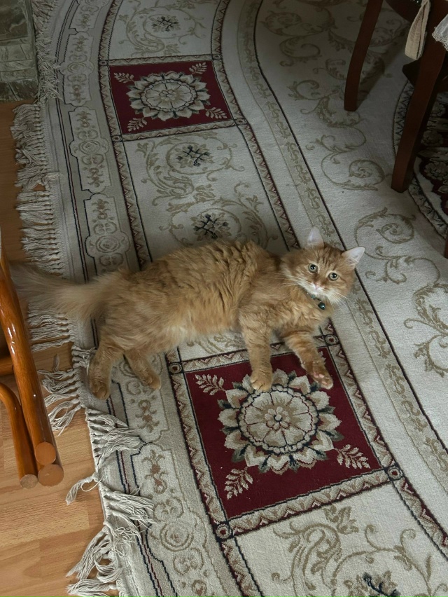 Добрый день! Ищем кота по кличке Том в районе Полевого ?...