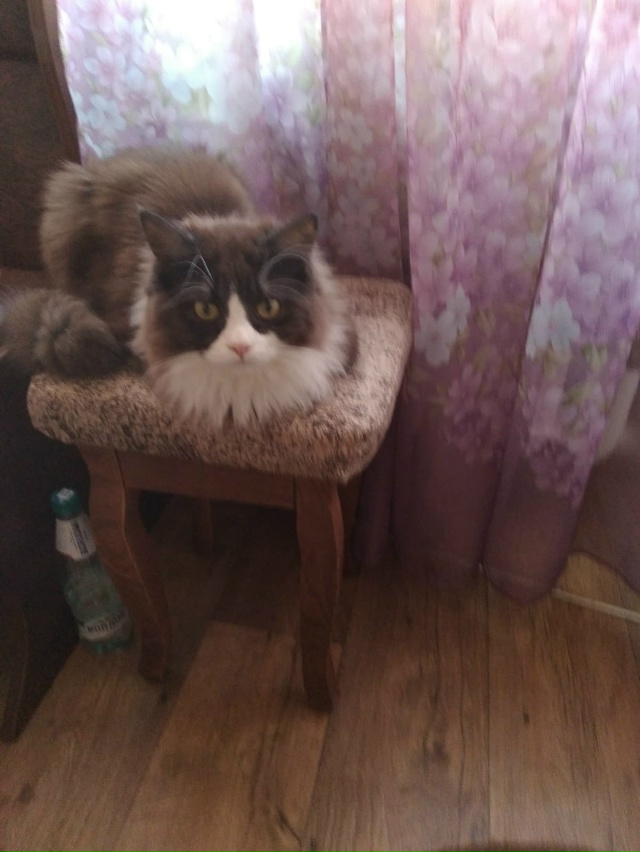 Отдам в добрые руки кота( не для проживания на улице!)
М...