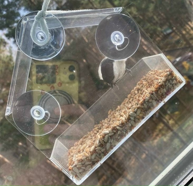 Повесели кормушку месяц назад , насыпаем сырые семечки...