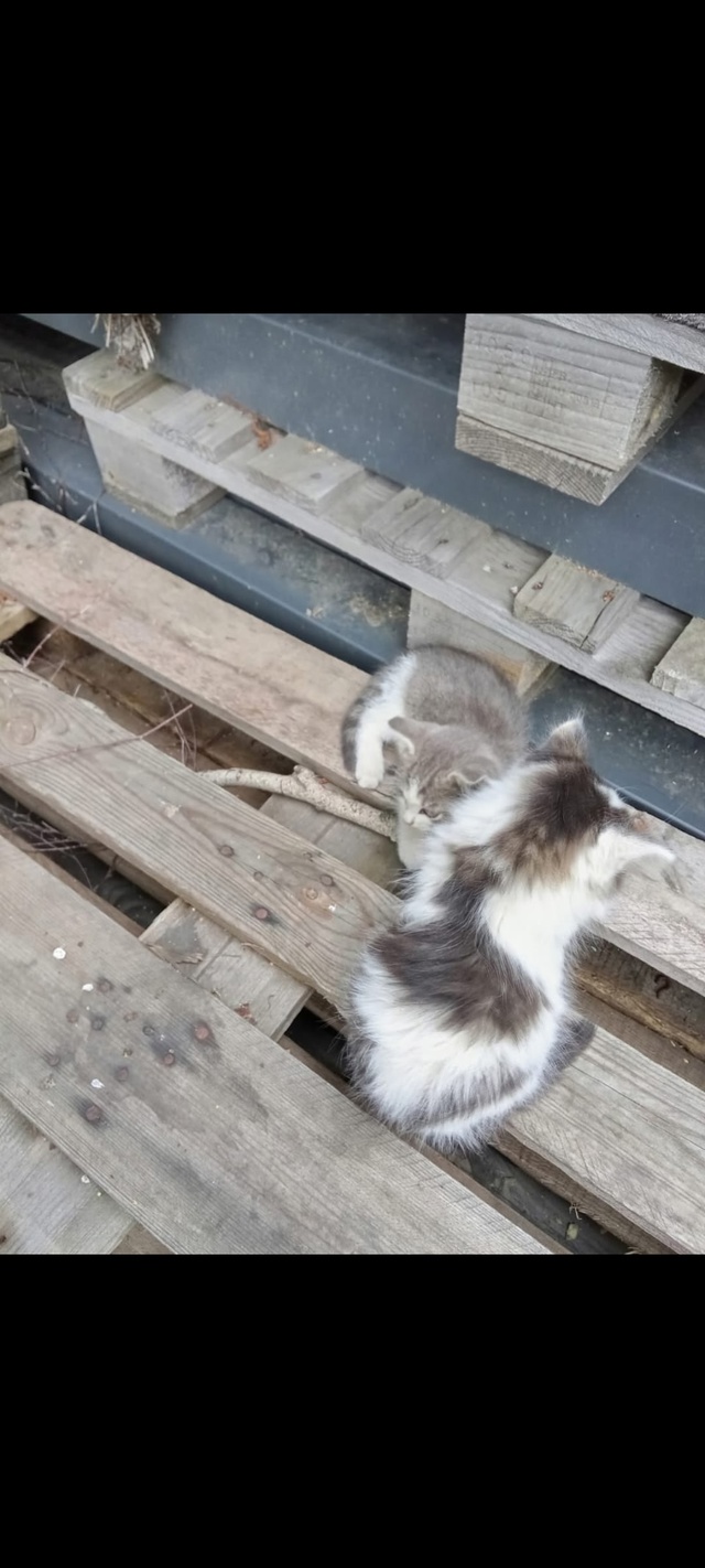 Ну кто вы...., подкинули котят в очередной раз в коробке ?...