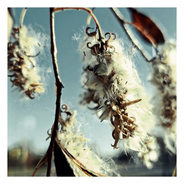 Ива и шиповник. Плоды.