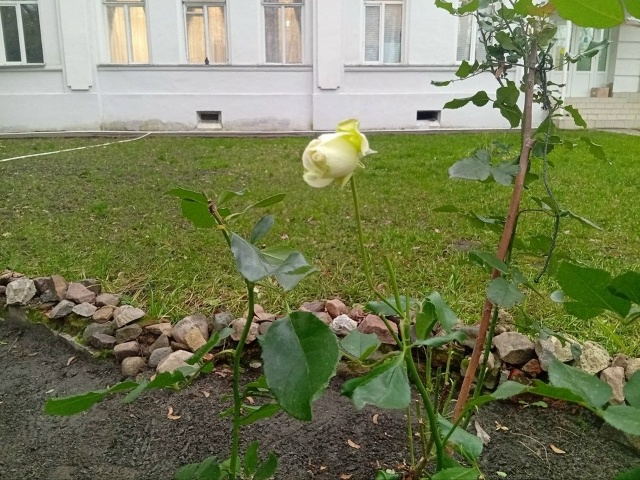 В Орехово-Зуеве, в усадьбе Оглоблина, произошло необыч?...