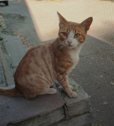 Пропал кот. Район ул. Октябрьская, 26 (магазин 