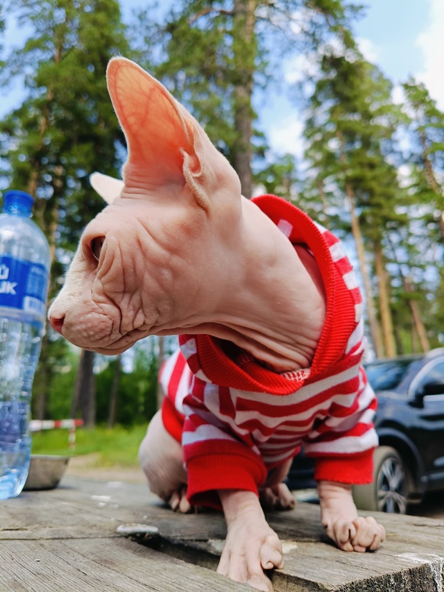 Брюс путешественник. Топнул с хозяевами более 1700км на ?...