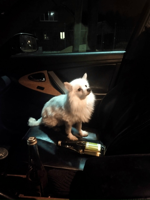 Добрый вечер,найдена собака шпиц в районе Ул.Осипенко,?...