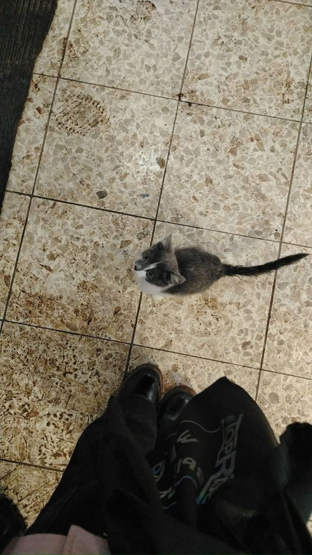 Добрый день! Дочка спасла котёнка, уличный, девочка вро...