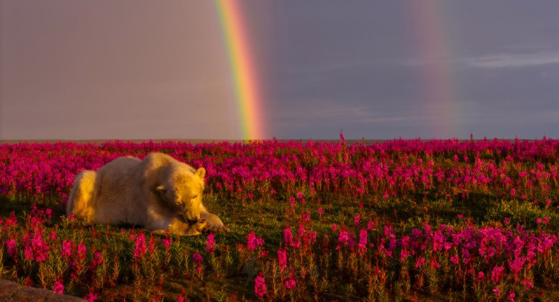Каждое лето тундра в Арктике ненадолго расцветает, и земля вокруг Гудзонова залива покрывается розов