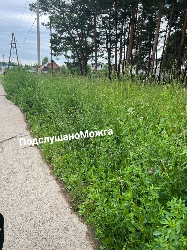 В этом году какая-то беда, все зарастает, не косят там, г...