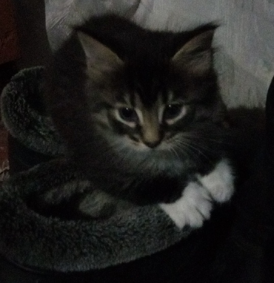 В добрые руки отдаем красивого, ласкового, игривого, пр...