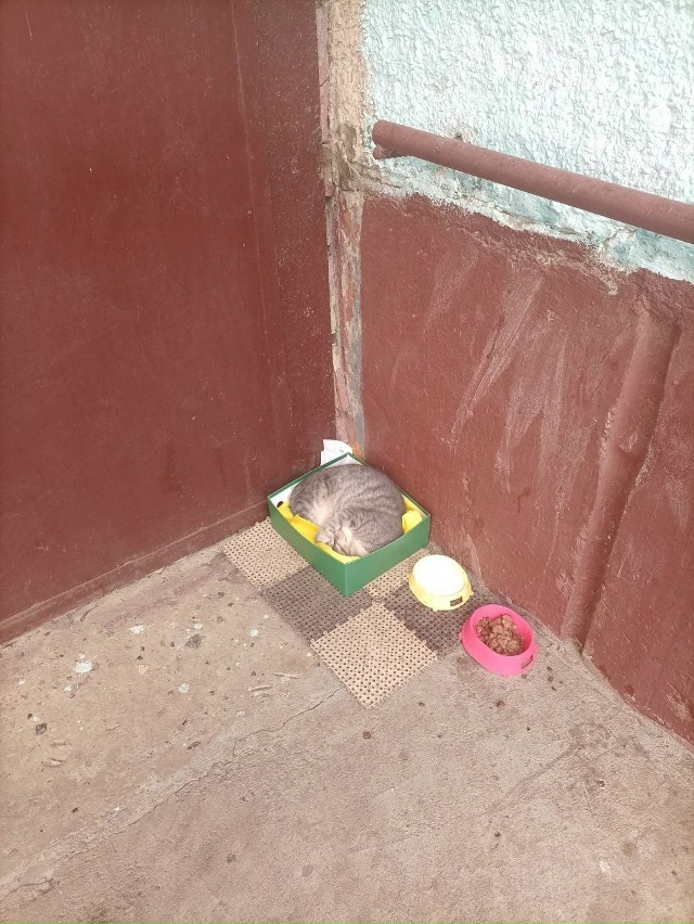 Очередной брошенный котик в брагинском районе, бабуль?...