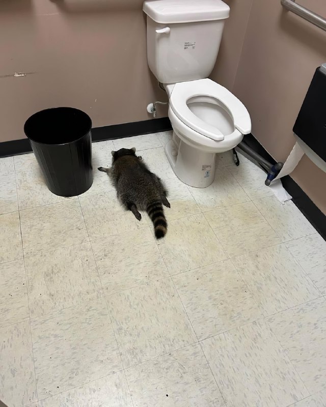 В США енот ночью пробрался в магазин алкоголя, разбил несколько бутылок, напился до отключки и уснул