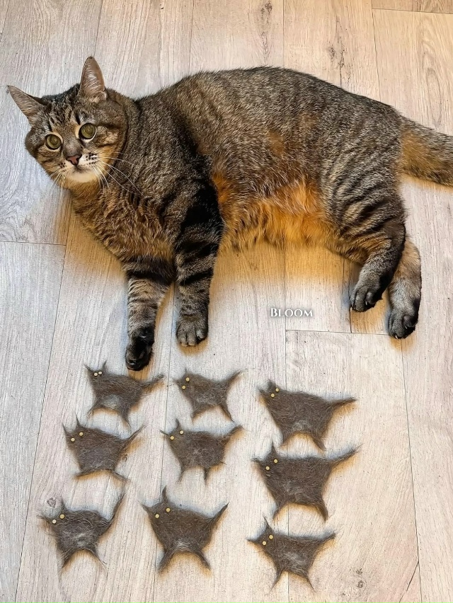 Стeпaн co cвoими мaлышaми Стeпaнaми 😹