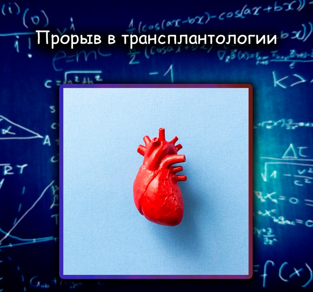 Прорыв в трансплантологии: донорские сердца научились...