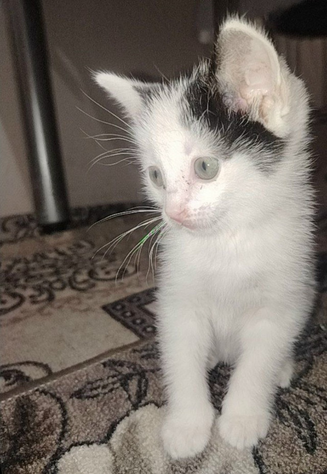 Красивые мальчики ждут своих хозяев 😻
Чёрно-белый и б...