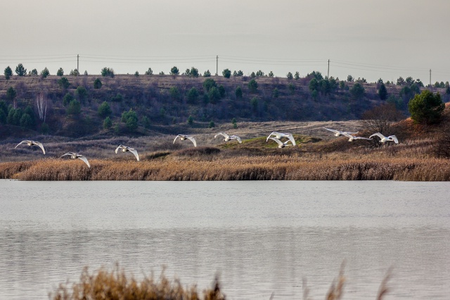 Завораживающая красота лебединого полёта.
