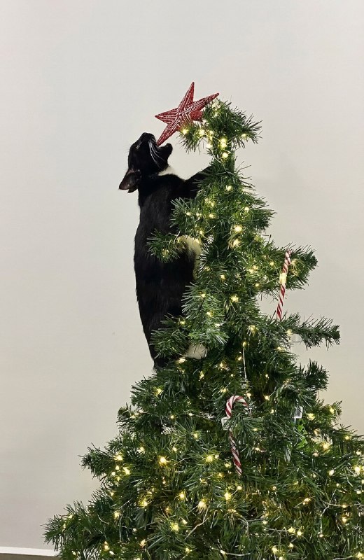 Праздничный ренессанс: обнаружено лучшее фото кота на ёлке, которое можно считать настоящим произвед