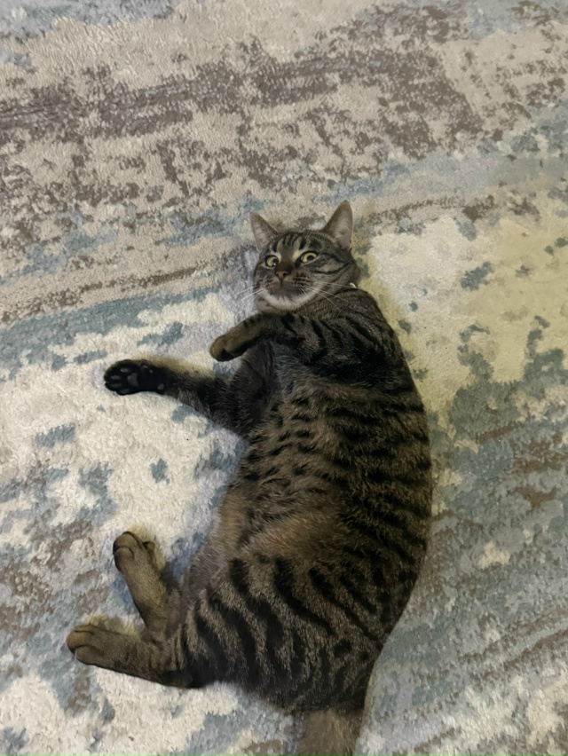 Здравствуйте, пропал кот . На нем был зеленый ошейник и ...