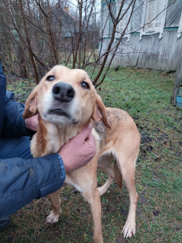 Ищем старого или нового хозяина.Девочка ,появилась в д....