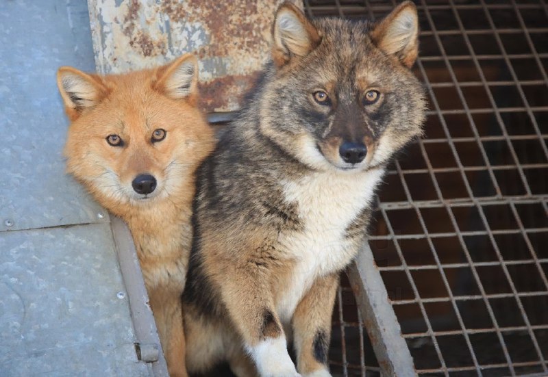Шабака, наконец-то: шалайка — редкая российская порода собак, это гибрид шакала и лайки, который соз