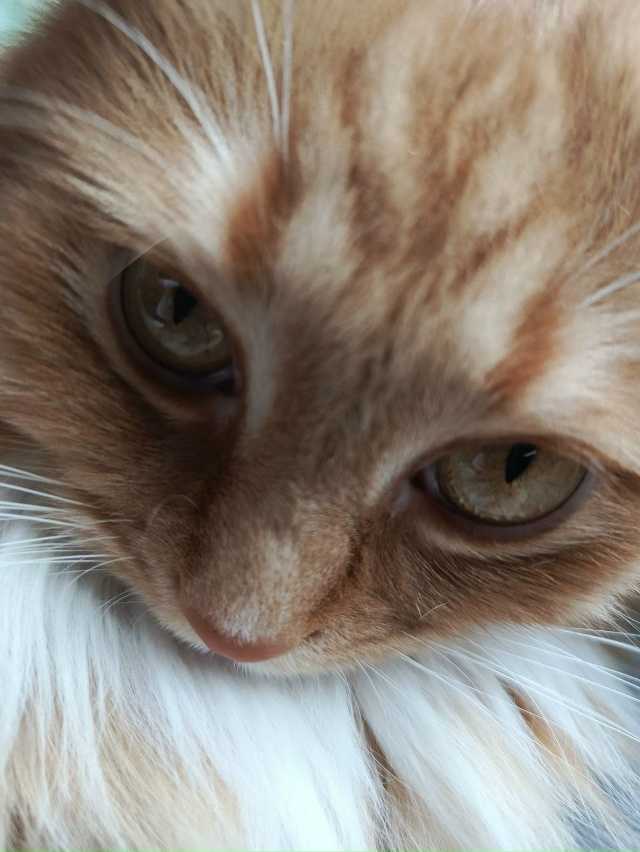 Эти глаза напротив...