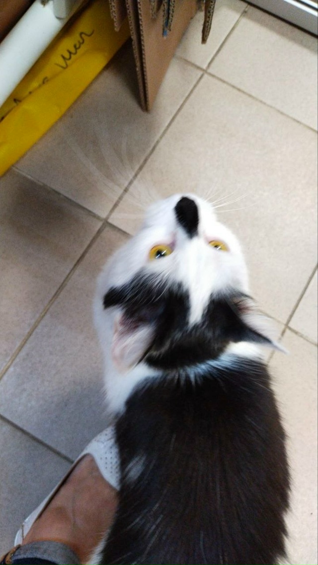 5 августа 2025 года пропала наша кошка Соня в СНТ 