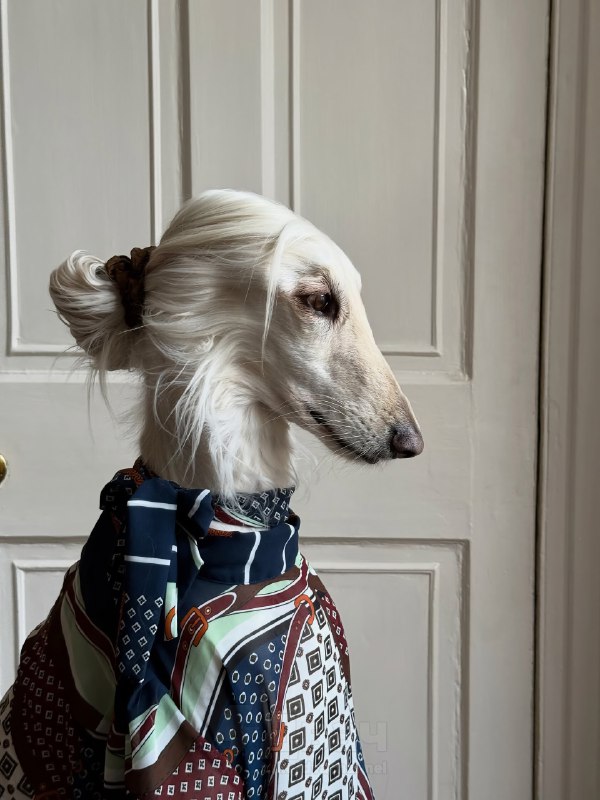 Афганская борзая по имени Саманта — новая звезда соцсетей
Бася набирает миллионы лайков. На каждом